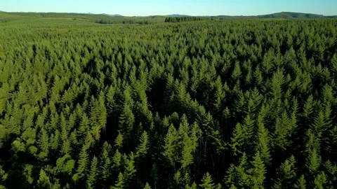 Endless evergreen forest  Vídeos de archivo 294708434