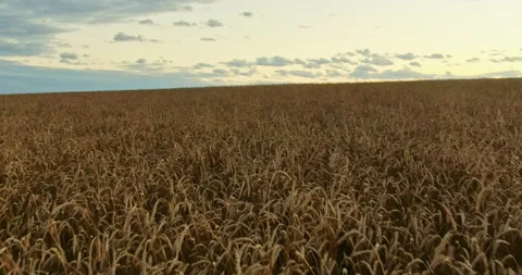 Endless expanses of fields, blue sky and ears of wheat. View from a copter Stock Footage 138959303
