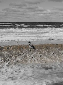 Endless expanses on a snow-covered beach in Jurmala, on the shore of the Gulf Stock Photos