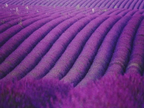 Endless Field of Blooming Lavender Flowers Swaying in the Wind in Provence. 4K Stock Footage 73440953