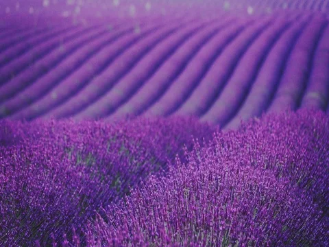 Endless Field of Blooming Lavender Flowers Swaying in the Wind in Provence. 4K Stock Footage