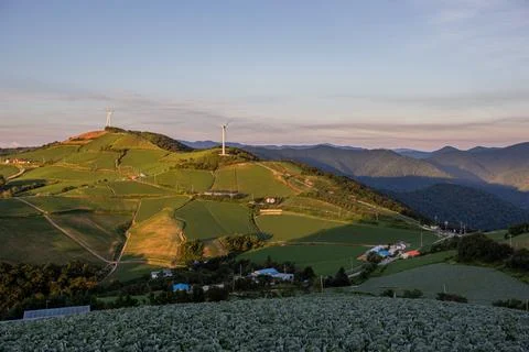 An endless field of cabbage on a high mountain Stock Photos