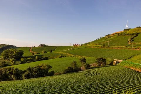 An endless field of cabbage on a high mountain Stock Photos