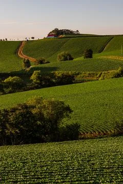 An endless field of cabbage on a high mountain Stock Photos