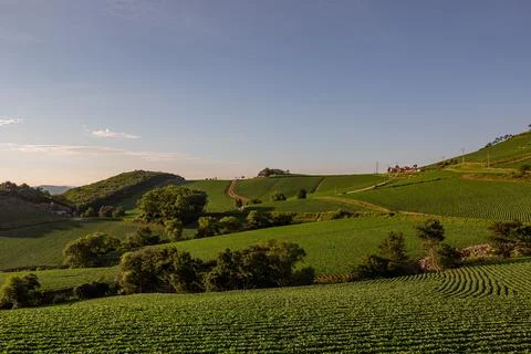An endless field of cabbage on a high mountain Foto stock