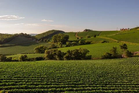 An endless field of cabbage on a high mountain Stock Photos