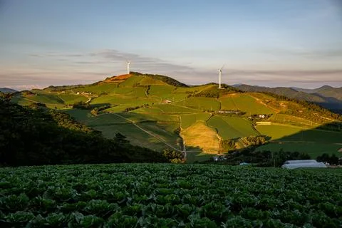 An endless field of cabbage on a high mountain Stock Photos