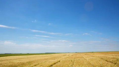 The endless field of chamomile medicinal, is preparing to collect machine 스톡 동영상 93542361