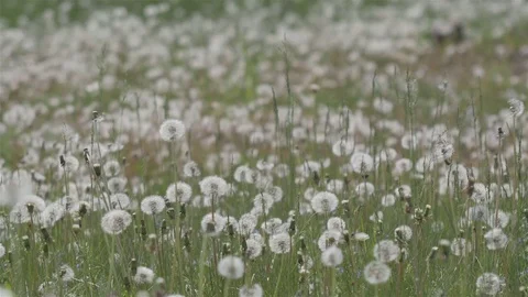 Endless Field Of Dandelions Stock Footage 78978357