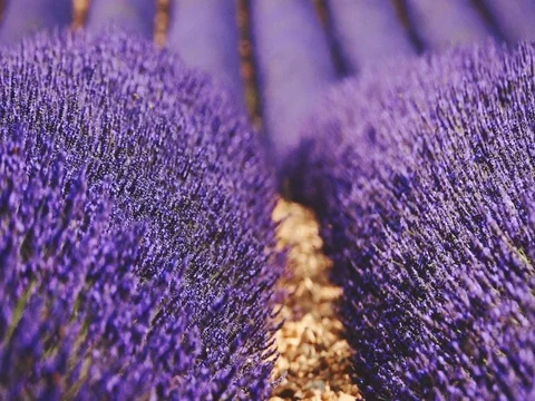 Endless Field of Lavender Flowers Swaying in the Wind. SLOW MOTION 240 fps Stock-Footage 73434049