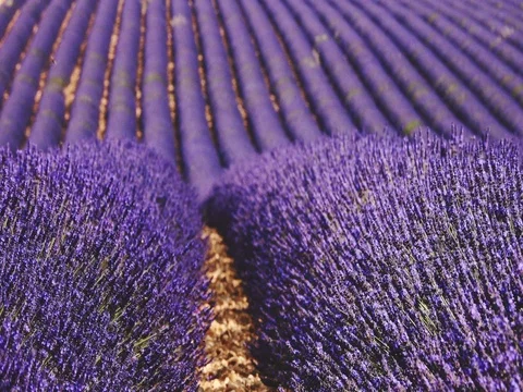 Endless Field of Lavender Flowers Swaying in the Wind. SLOW MOTION 120 fps Vídeos de archivo 73435703