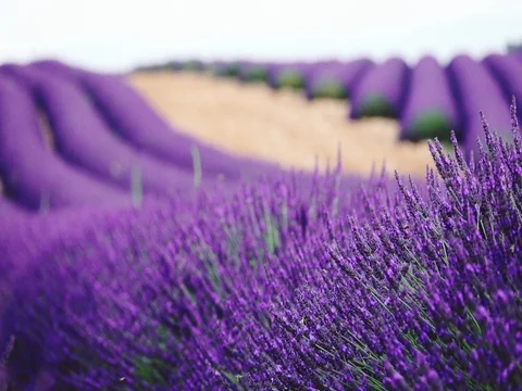 Endless Field of Lavender Flowers Swaying in the Wind. SLOW MOTION 120 fps 스톡 동영상 73439161