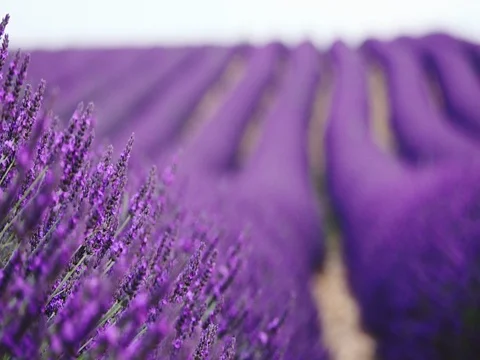 Endless Field of Lavender Flowers Swaying in the Wind. SLOW MOTION 120 fps Vídeo Stock 73440904