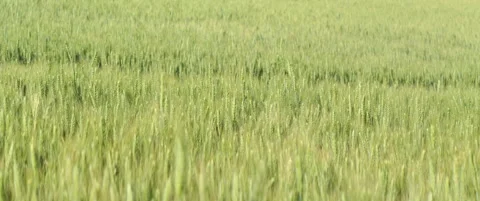 Endless field of organic bread wheat anamorphic 5.7K footage Stock Footage 312425541