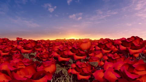 Endless Field of Red Roses Under Sunset Sky VJ Loop 動画素材 338298208