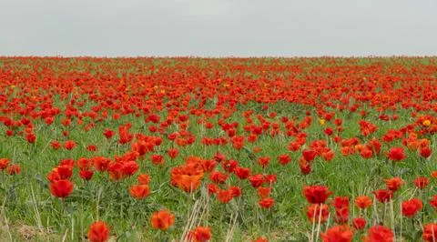 Endless field of red tulips under a cloudy sky. Stock Photos