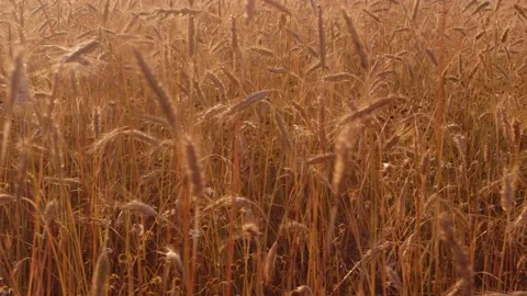 Endless field of rye at sunset golden spikelets Stock Footage 202087418