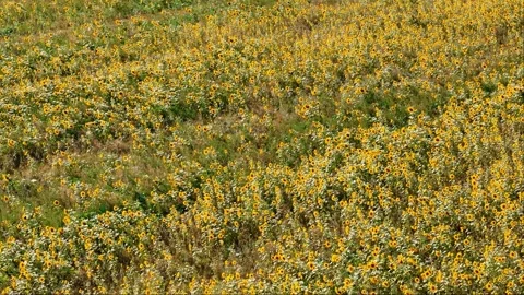 An endless field of sunflowers sways in the wind, recorded by drone. The go.. Video stock 287987802