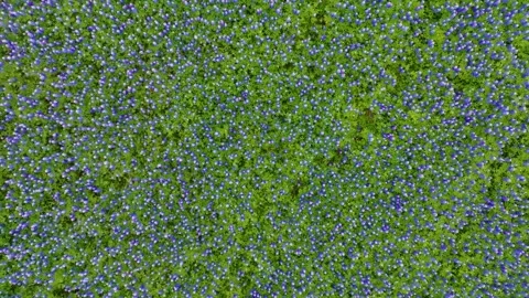 Endless field of Texas Bluebonnets Stock Footage 313128689