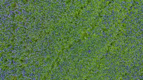 Endless field of Texas Bluebonnets Stock Footage 313128701