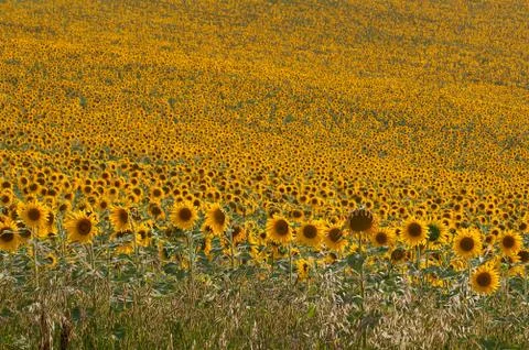 Endless field of yellow sunflowers Stock Photos