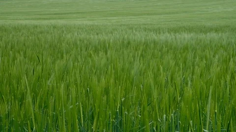 Endless field of young green wheat swinging in the wind Stock Footage 129281428