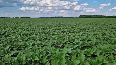 Endless field of young sunflowers under a blue sky with clouds Stock Footage 337661023