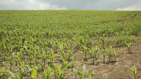 Endless field of Zea mays under the cloudy sky 4K slow-mo footage Vídeos de archivo 155987222
