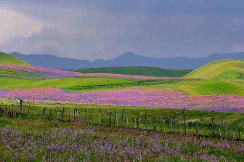 Endless fields bloom with bright flowers of honey plants. Amazing landscapes, Stock-Fotos