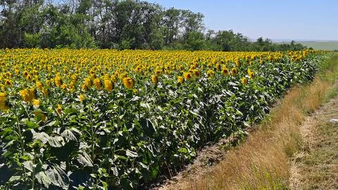 Endless fields of bright yellow blooming sunflower hats in the middle of summ Stock Photos