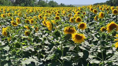 Endless fields of bright yellow blooming sunflower hats in the middle of summ Stock Photos