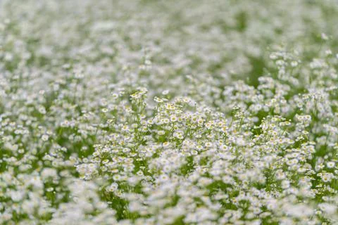 Endless fields of delicate white flowers dancing in the gentle breeze under.. Stock Photos