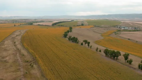 Endless fields Stock-Footage 158680265