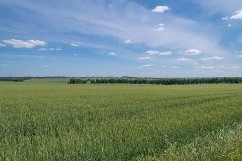 Endless fields of green under a bright blue sky with fluffy clouds dancing .. Stock Photos