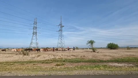 Endless fields, hills and herds of sheep and cows grazing Video stock 169911288