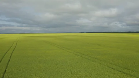 Endless fields of rapeseed Video stock 235338922
