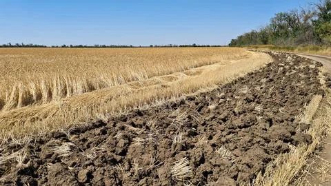 Endless fields of ripe and ready to harvest cereals on hot summer day Stock Photos
