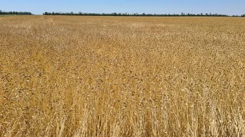Endless fields of ripe and ready to harvest cereals on hot summer day Stock Photos