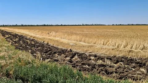 Endless fields of ripe and ready to harvest cereals on hot summer day Foto stock