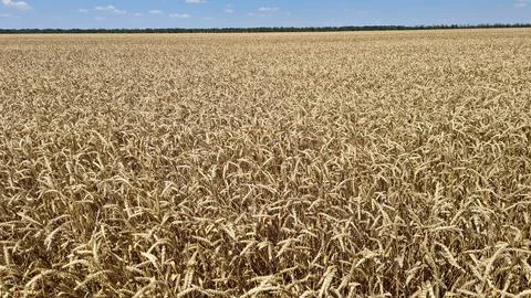 Endless fields of ripe and ready to harvest cereals on hot summer day Stock Photos