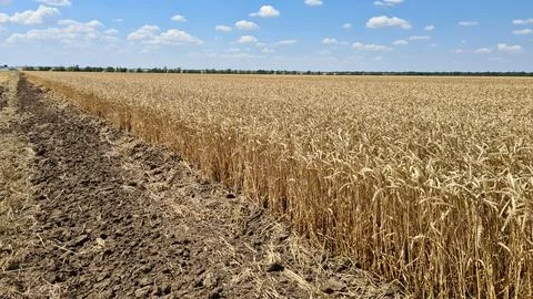Endless fields of ripe and ready to harvest cereals on hot summer day Stock Photos