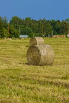 Endless fields with rolls of hay. Rural landscape. Stock Photos