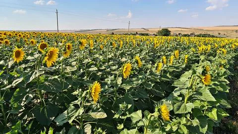 Endless fields of sunflower blooming with beautiful yellow flowers of hats Stock Photos