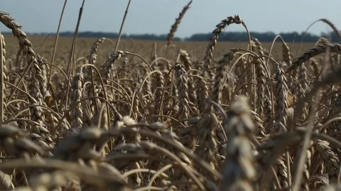 Endless fields of wheat Stock Footage 74447444