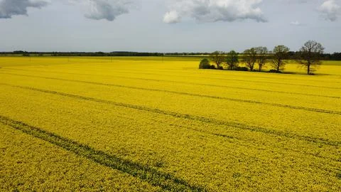 Endless fields of yellow blooming rapeseed crops against cloudy sky in May da Stock Photos