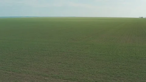 Endless fields of young wheat 스톡 동영상 245066227