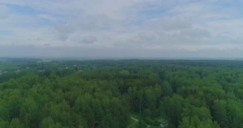 Endless forest and muddy pond Stock Footage 155761745