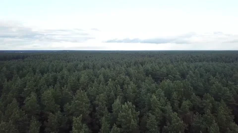 Endless forest back to front Stock Footage 164674016