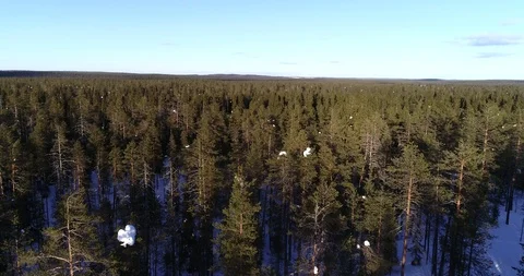 Endless forest, C4K aerial low drone view above trees, the green gold of Finl Stock Footage 95787073