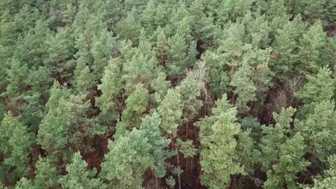 Endless forest Stock Footage 164674008